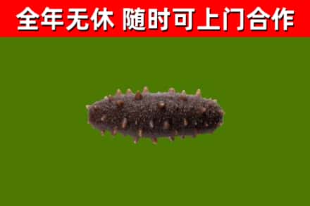 綦江区回收海参干
